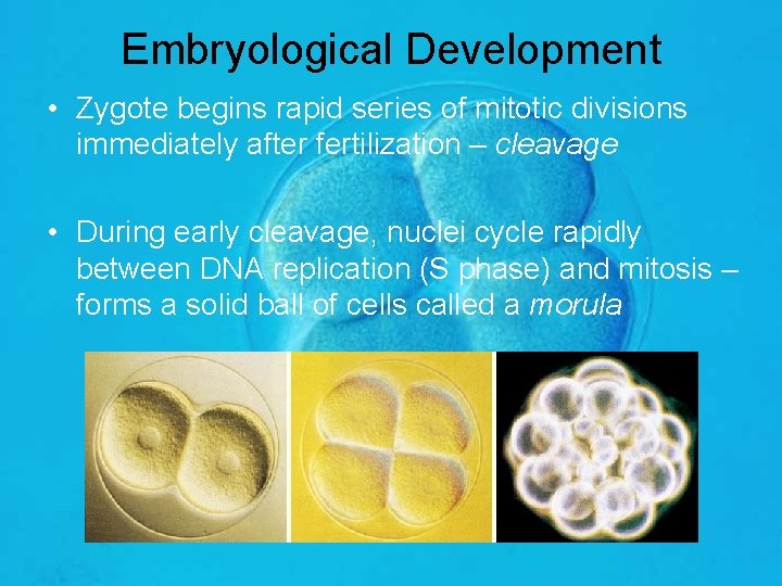 Embryological Development • Zygote begins rapid series of mitotic divisions immediately after fertilization –