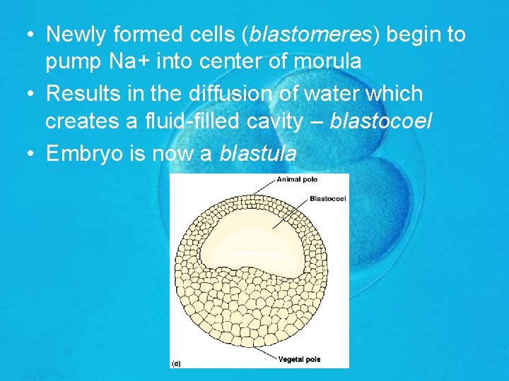  • Newly formed cells (blastomeres) begin to pump Na+ into center of morula