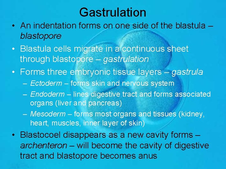 Gastrulation • An indentation forms on one side of the blastula – blastopore •