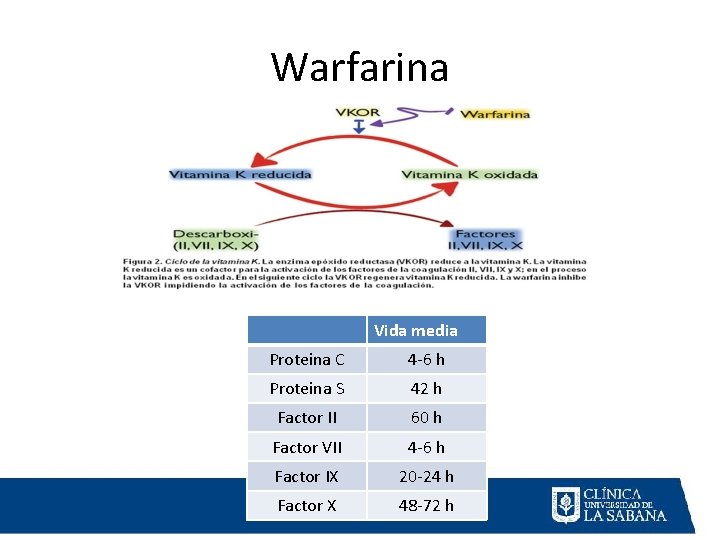 Warfarina Vida media Proteina C 4 -6 h Proteina S 42 h Factor II