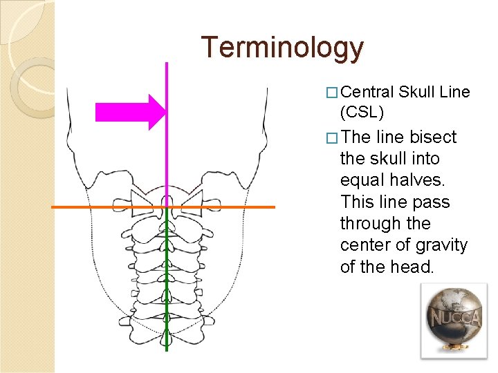 Terminology � Central Skull Line (CSL) � The line bisect the skull into equal