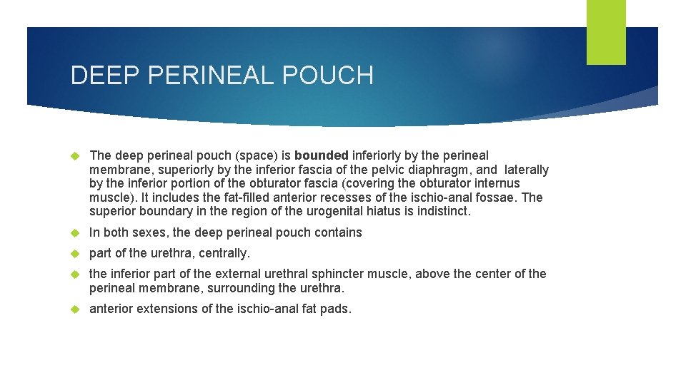 DEEP PERINEAL POUCH The deep perineal pouch (space) is bounded inferiorly by the perineal