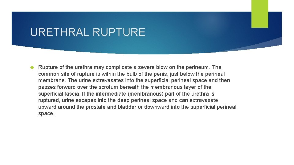 URETHRAL RUPTURE Rupture of the urethra may complicate a severe blow on the perineum.