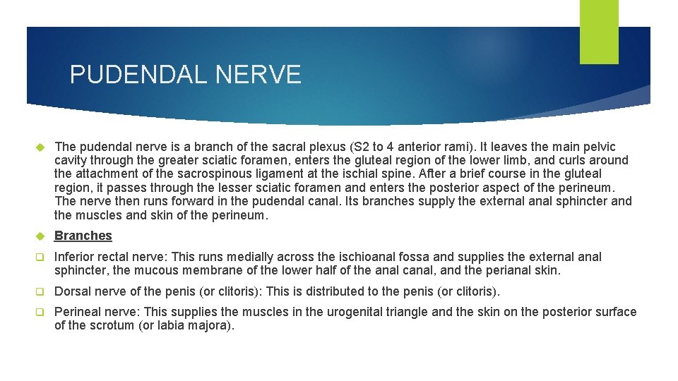 PUDENDAL NERVE The pudendal nerve is a branch of the sacral plexus (S 2