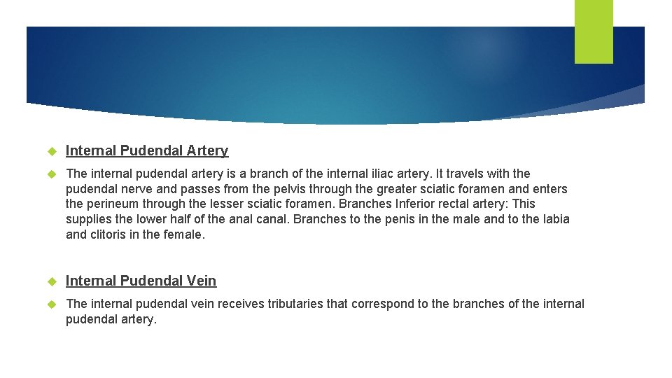  Internal Pudendal Artery The internal pudendal artery is a branch of the internal