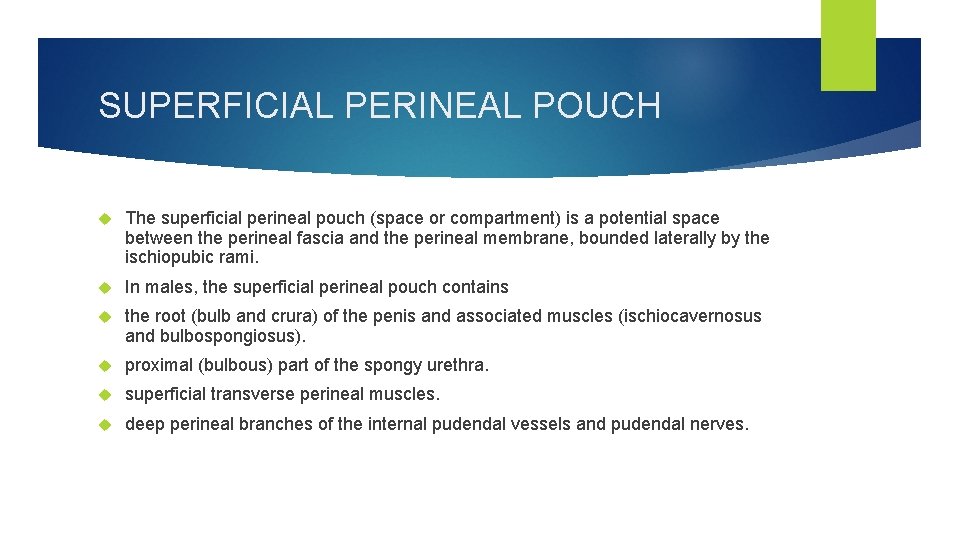 SUPERFICIAL PERINEAL POUCH The superficial perineal pouch (space or compartment) is a potential space