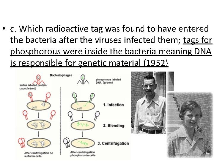  • c. Which radioactive tag was found to have entered the bacteria after