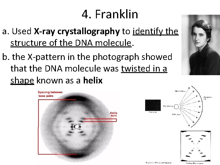 4. Franklin a. Used X-ray crystallography to identify the structure of the DNA molecule.