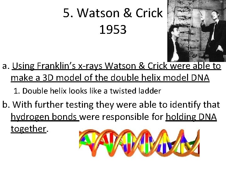 5. Watson & Crick 1953 a. Using Franklin’s x-rays Watson & Crick were able