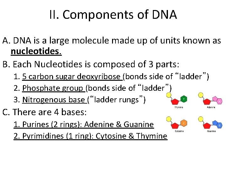 II. Components of DNA A. DNA is a large molecule made up of units