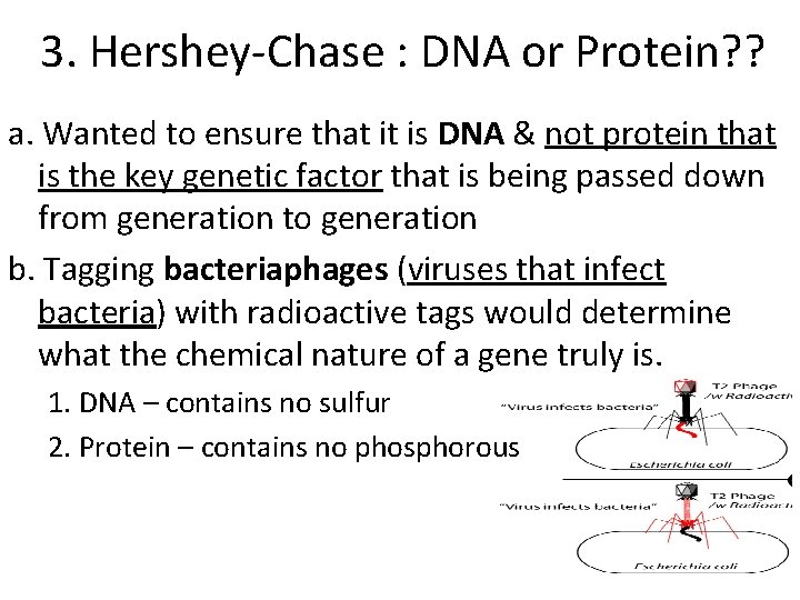 3. Hershey-Chase : DNA or Protein? ? a. Wanted to ensure that it is