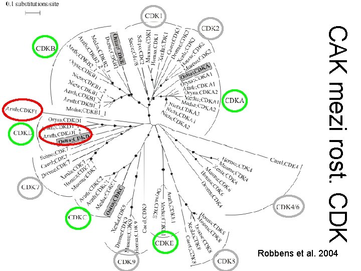 CAK mezi rost. CDK Robbens et al. 2004 