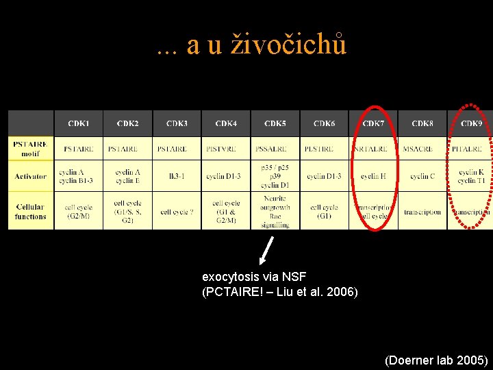 . . . a u živočichů exocytosis via NSF (PCTAIRE! – Liu et al.