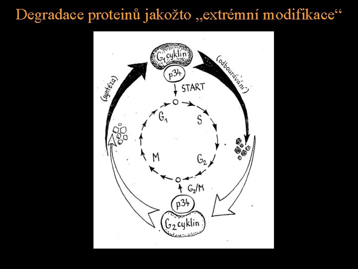 Degradace proteinů jakožto „extrémní modifikace“ 