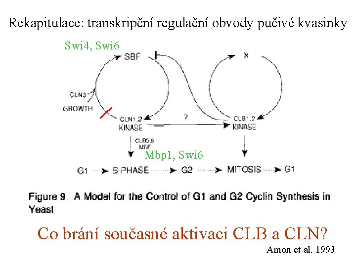 Rekapitulace: transkripční regulační obvody pučivé kvasinky Swi 4, Swi 6 Mbp 1, Swi 6