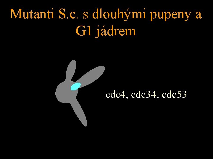 Mutanti S. c. s dlouhými pupeny a G 1 jádrem cdc 4, cdc 34,