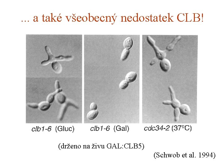 . . . a také všeobecný nedostatek CLB! (drženo na živu GAL: CLB 5)