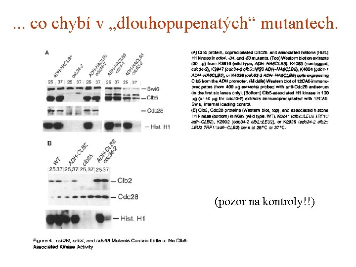 . . . co chybí v „dlouhopupenatých“ mutantech. (pozor na kontroly!!) 