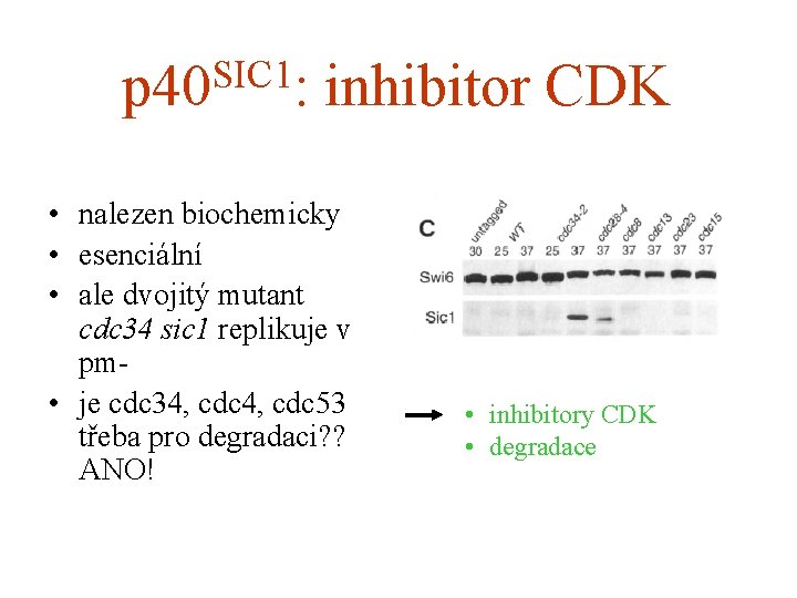 SIC 1 p 40 : inhibitor CDK • nalezen biochemicky • esenciální • ale