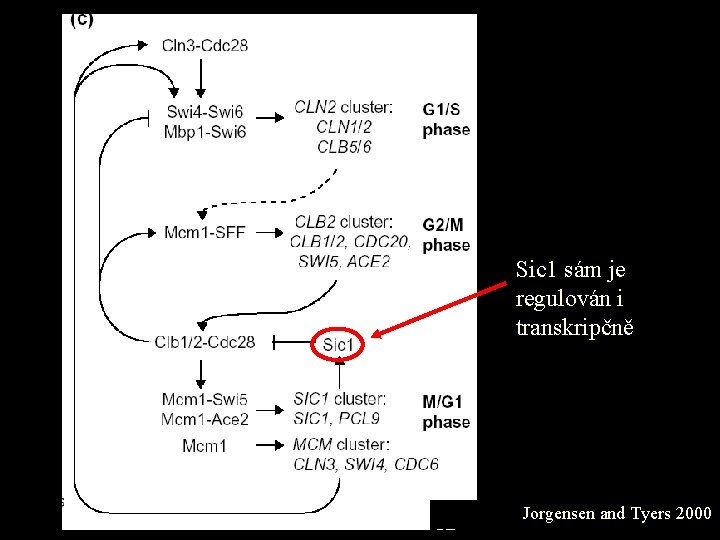 Sic 1 sám je regulován i transkripčně Jorgensen and Tyers 2000 