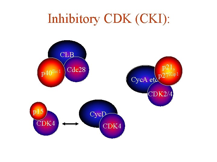 Inhibitory CDK (CKI): CLB p 40 Sic 1 p 21, p 27 Kip 1