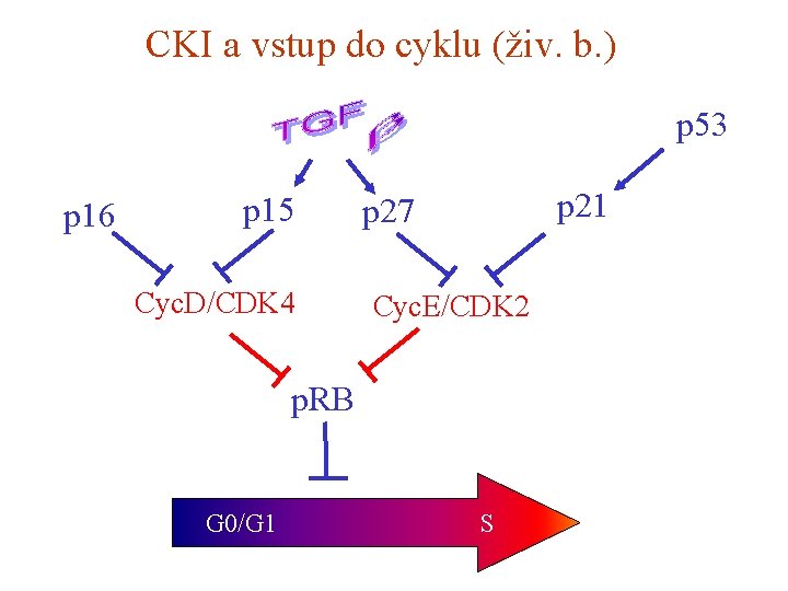 CKI a vstup do cyklu (živ. b. ) p 53 p 16 p 15
