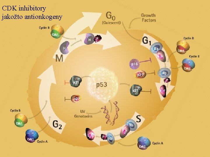 CDK inhibitory jakožto antionkogeny 