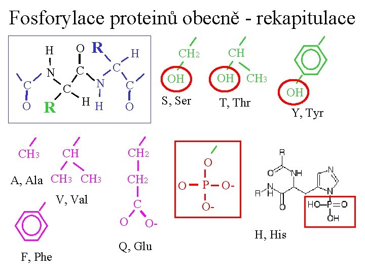 Fosforylace proteinů obecně - rekapitulace N C C R O CH 3 R C