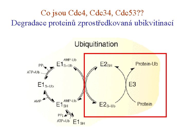 Co jsou Cdc 4, Cdc 34, Cdc 53? ? Degradace proteinů zprostředkovaná ubikvitinací 