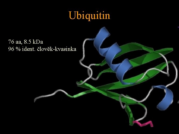 Ubiquitin 76 aa, 8. 5 k. Da 96 % ident. člověk-kvasinka 