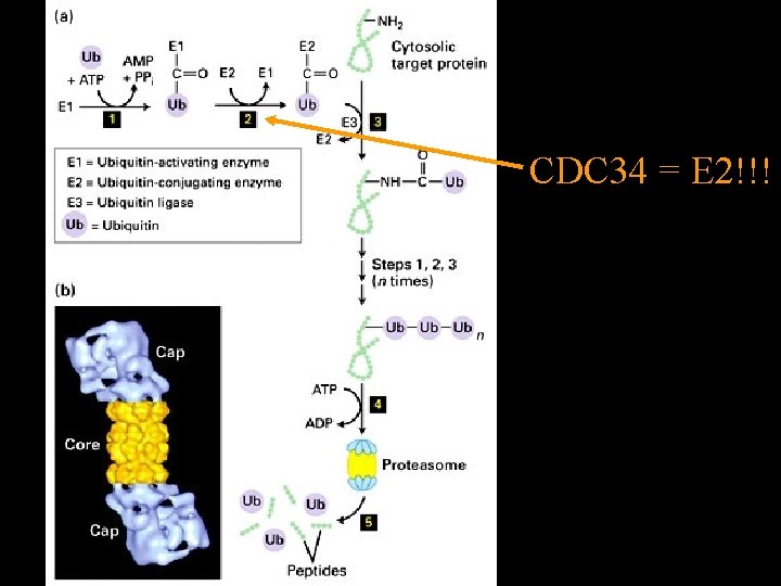 CDC 34 = E 2!!! 