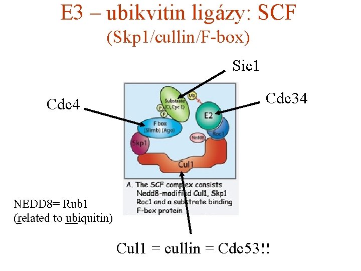 E 3 – ubikvitin ligázy: SCF (Skp 1/cullin/F-box) Sic 1 Cdc 4 Cdc 34