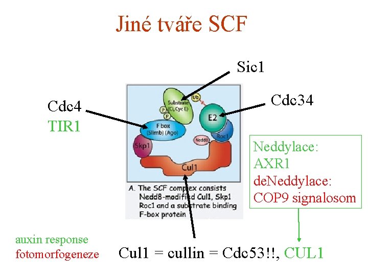 Jiné tváře SCF Sic 1 Cdc 4 TIR 1 Cdc 34 Neddylace: AXR 1