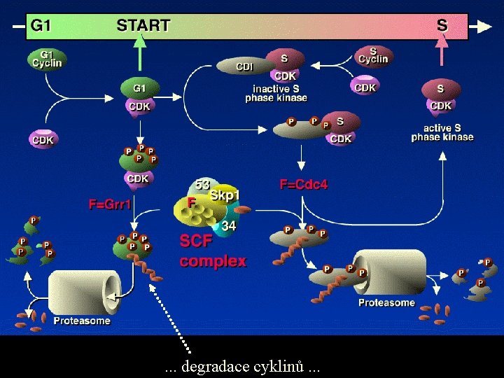 . . . degradace cyklinů. . . 