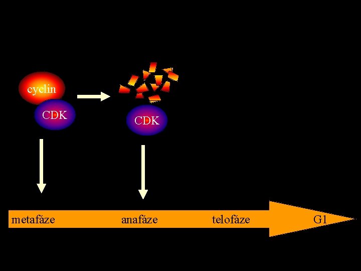 cyclin CDK metafáze CDK anafáze telofáze G 1 
