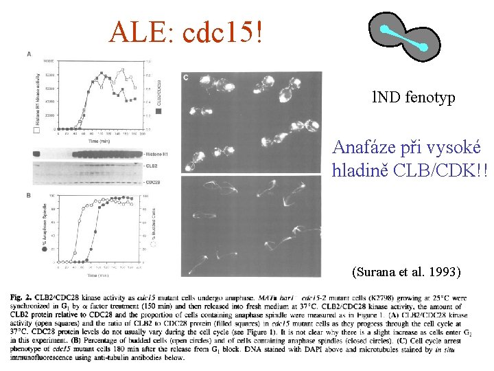 ALE: cdc 15! l. ND fenotyp Anafáze při vysoké hladině CLB/CDK!! (Surana et al.