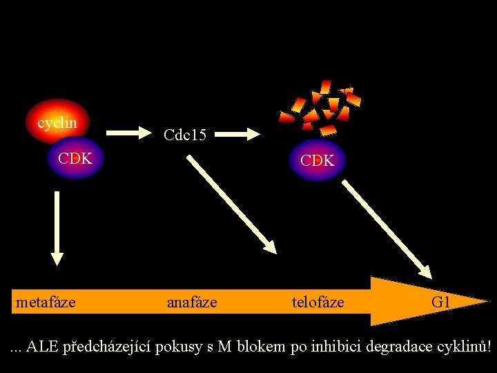 cyclin Cdc 15 CDK metafáze CDK anafáze telofáze G 1 . . . ALE