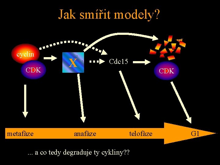 Jak smířit modely? cyclin CDK metafáze X anafáze Cdc 15 CDK telofáze . .