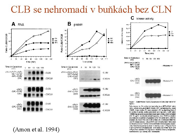 CLB se nehromadí v buňkách bez CLN (Amon et al. 1994) 