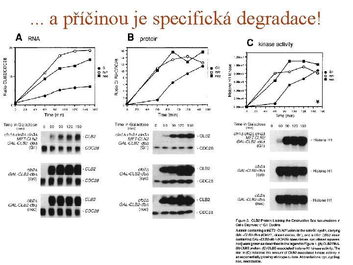 . . . a příčinou je specifická degradace! 