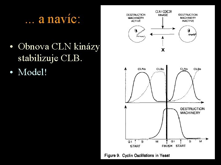 . . . a navíc: • Obnova CLN kinázy stabilizuje CLB. • Model! 