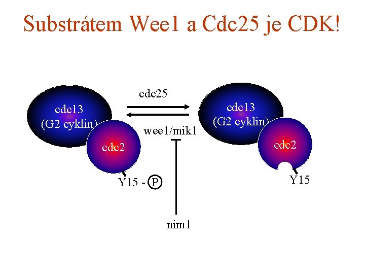 Substrátem Wee 1 a Cdc 25 je CDK! cdc 25 cdc 13 (G 2