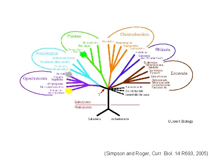 (Simpson and Roger, Curr. Biol. 14: R 693, 2005) 