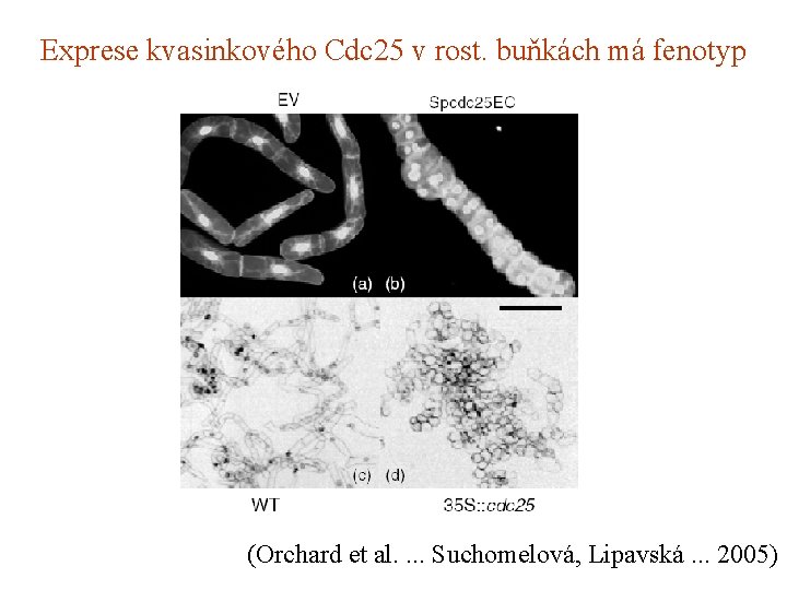 Exprese kvasinkového Cdc 25 v rost. buňkách má fenotyp (Orchard et al. . Suchomelová,