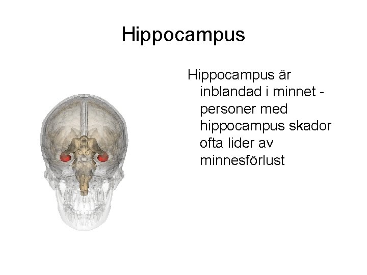 Hippocampus är inblandad i minnet personer med hippocampus skador ofta lider av minnesförlust 