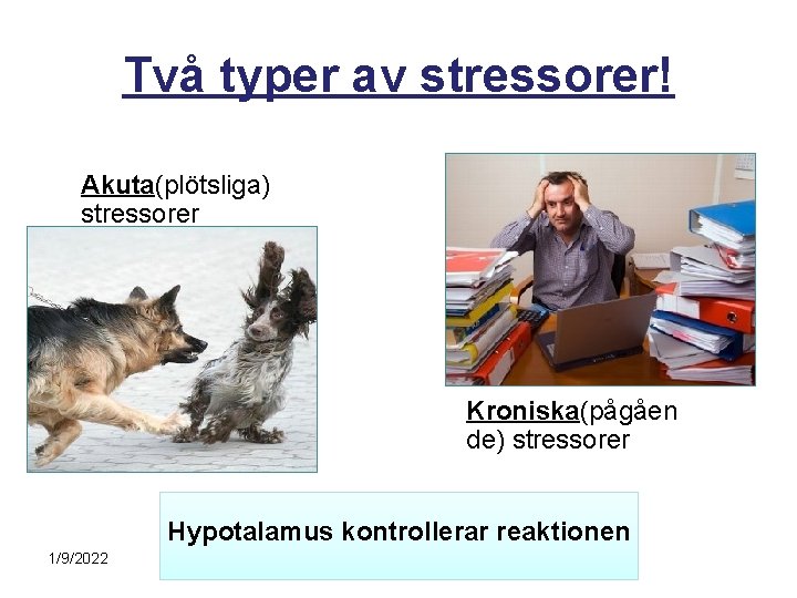 Två typer av stressorer! Akuta(plötsliga) stressorer Kroniska(pågåen de) stressorer Hypotalamus kontrollerar reaktionen 1/9/2022 