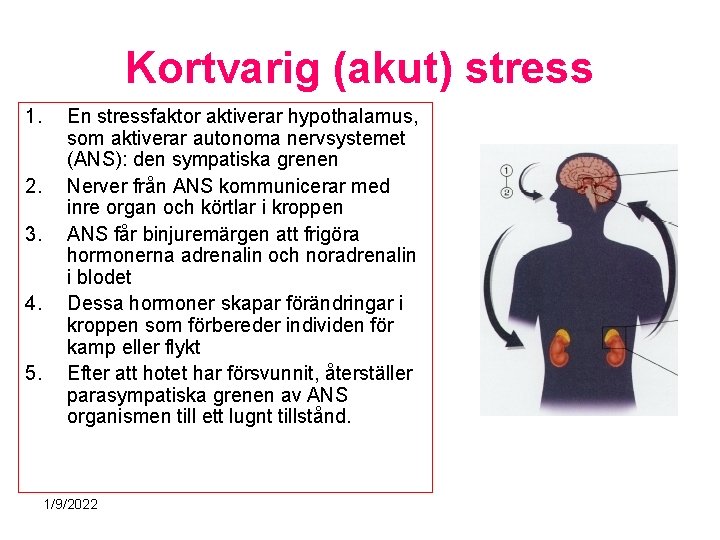 Kortvarig (akut) stress 1. 2. 3. 4. 5. En stressfaktor aktiverar hypothalamus, som aktiverar