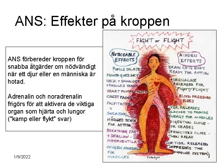 ANS: Effekter på kroppen ANS förbereder kroppen för snabba åtgärder om nödvändigt när ett