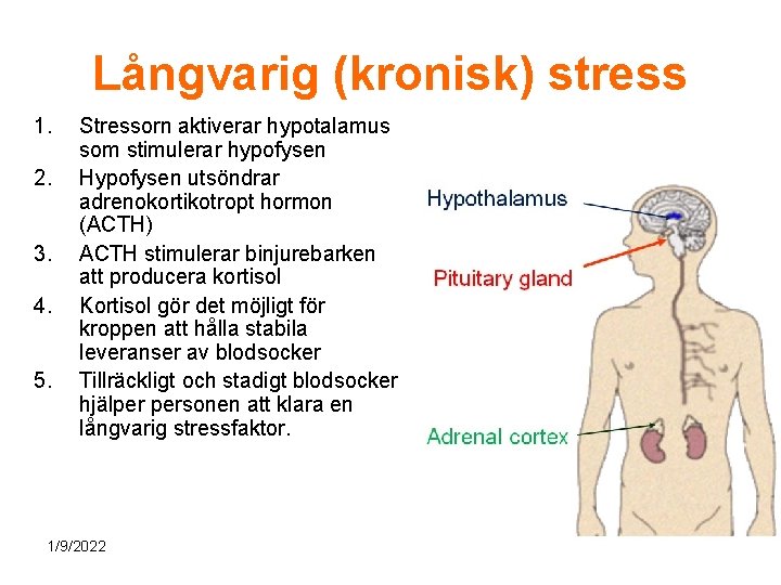 Långvarig (kronisk) stress 1. 2. 3. 4. 5. Stressorn aktiverar hypotalamus som stimulerar hypofysen