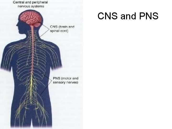 CNS and PNS 